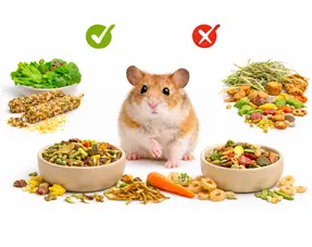 Guía de selección de alimentos para hámster