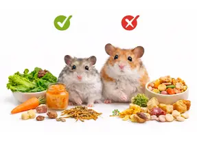 Hamster snack selection guide