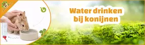 Water drinken bij konijnen