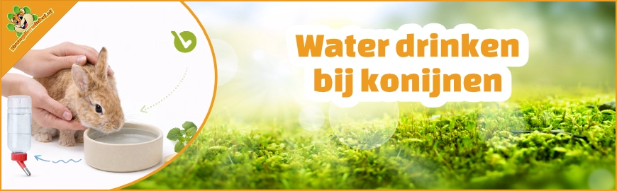 Water drinken bij konijnen