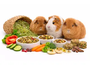 Guinea pig food selection guide
