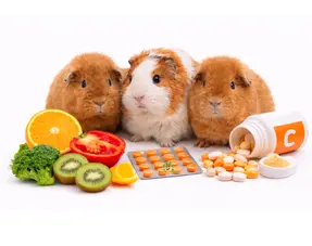 Vitamina C en cobayas