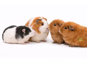 Pairing guinea pigs