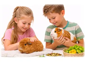 Cómo domesticar a una cobaya