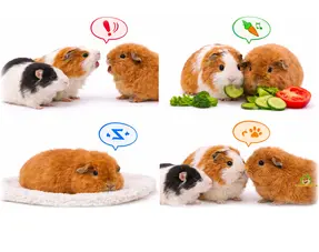 Guinea pig language