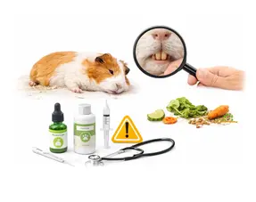 Meerschweinchen frisst nicht