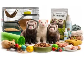 Ferrets Information