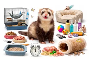 Le furet comme animal de compagnie