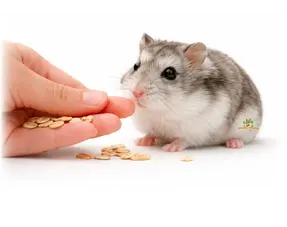 Taming a Russian dwarf hamster