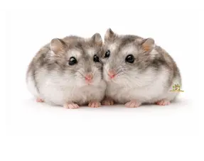 Comment faire cohabiter des hamsters nains russes ?