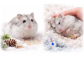 Winter coat & torpor Russian dwarf hamster