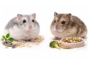 Différence entre le hamster nain russe et le hamster nain de Campbell