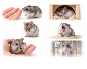 Chinese dwarf hamster character