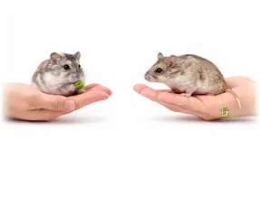 Différence entre le hamster nain russe et le hamster nain chinois