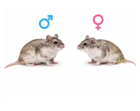 Chinese dwarf hamster male or female