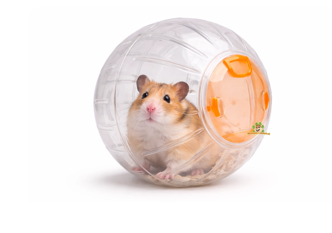 Hamster dans un environnement sécurisé – mieux vaut un enclos qu'une boule à hamster