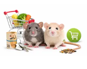 Acheter un rat nain
