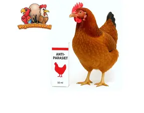 Cuidado y salud de los pollos