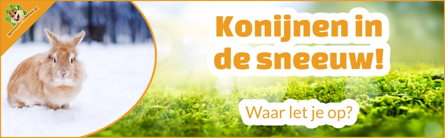 Konijnen in de sneeuw – waar let je op?