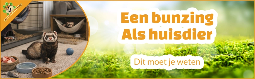 Een bunzing als huisdier – karakter, huisvesting, voeding & aandachtspunten