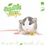 Knaagdierwinkel® Sniffing Box Dwarf Rat #1