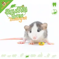 Rat nain renifleur n° 1