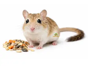 Ratón egipcio gigante como mascota