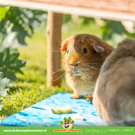 Trixie Piedra refrescante Cerámica azul