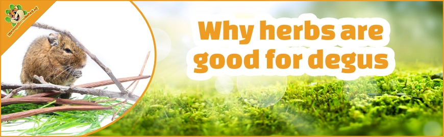 Why herbs are good for degus