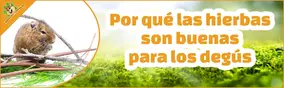 Por qué las hierbas son buenas para los degús