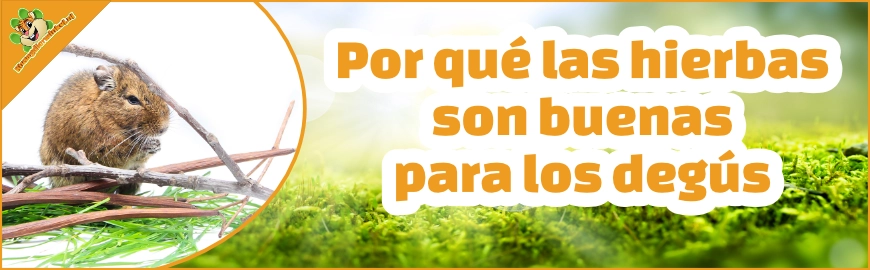 Por qué las hierbas son buenas para los degús