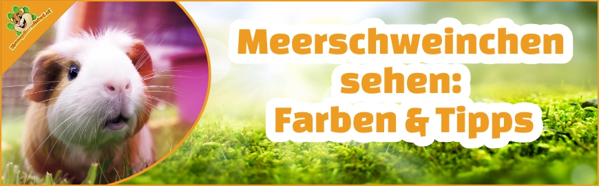 Meerschweinchen sehen: Farben & Tipps