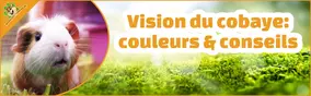 Vision du cobaye: couleurs & conseils