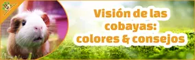 Visión de las cobayas: colores & consejos