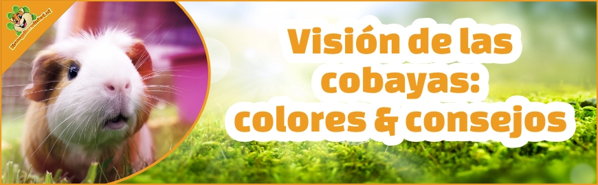 Visión de las cobayas: colores & consejos