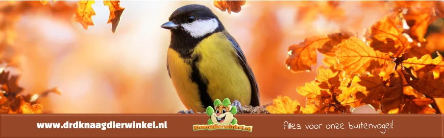 Feeding garden birds: guide