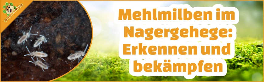 Mehlmilben im Nagergehege