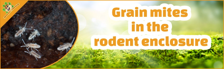 Grain mites in the rodent enclosure