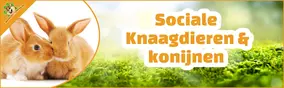 Waarom sociale knaagdieren en konijnen samen gehouden worden