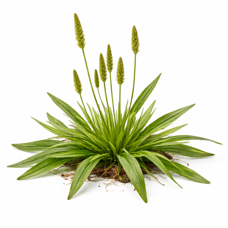 Knaagdier Kruidenier Plantain à feuilles étroites séchées, gros grains, pour rongeurs et lapins !