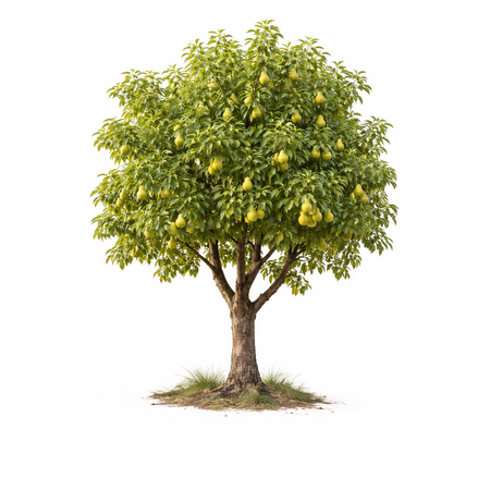 Knaagdier Kruidenier Dried Pear Leaves Coarse