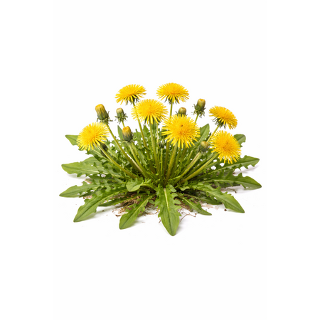 Knaagdier Kruidenier Dried Dandelion Leaves