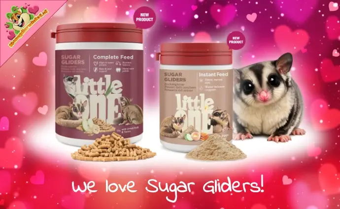 Sugar Glider