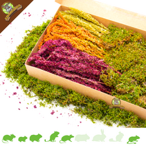 Amaranth-Mix-Erntepaket (Rot, Orange & Grün)