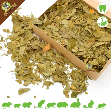 Knaagdier Kruidenier Feuilles de pêcher séchées grossières