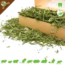 Narrow Plantain Coarse