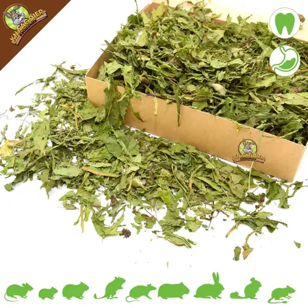 Knaagdier Kruidenier Feuilles de pissenlit séchées grossières