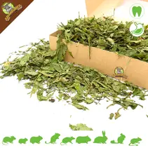 Dandelion Leaves Coarse