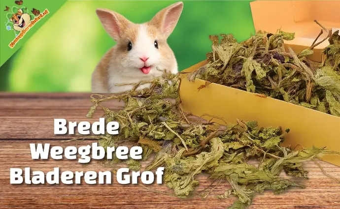 Brede Weegbree