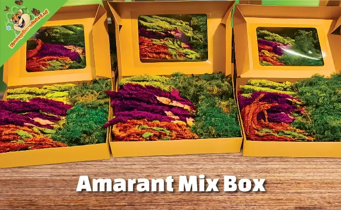 Amarant Mix Oogst Pakket